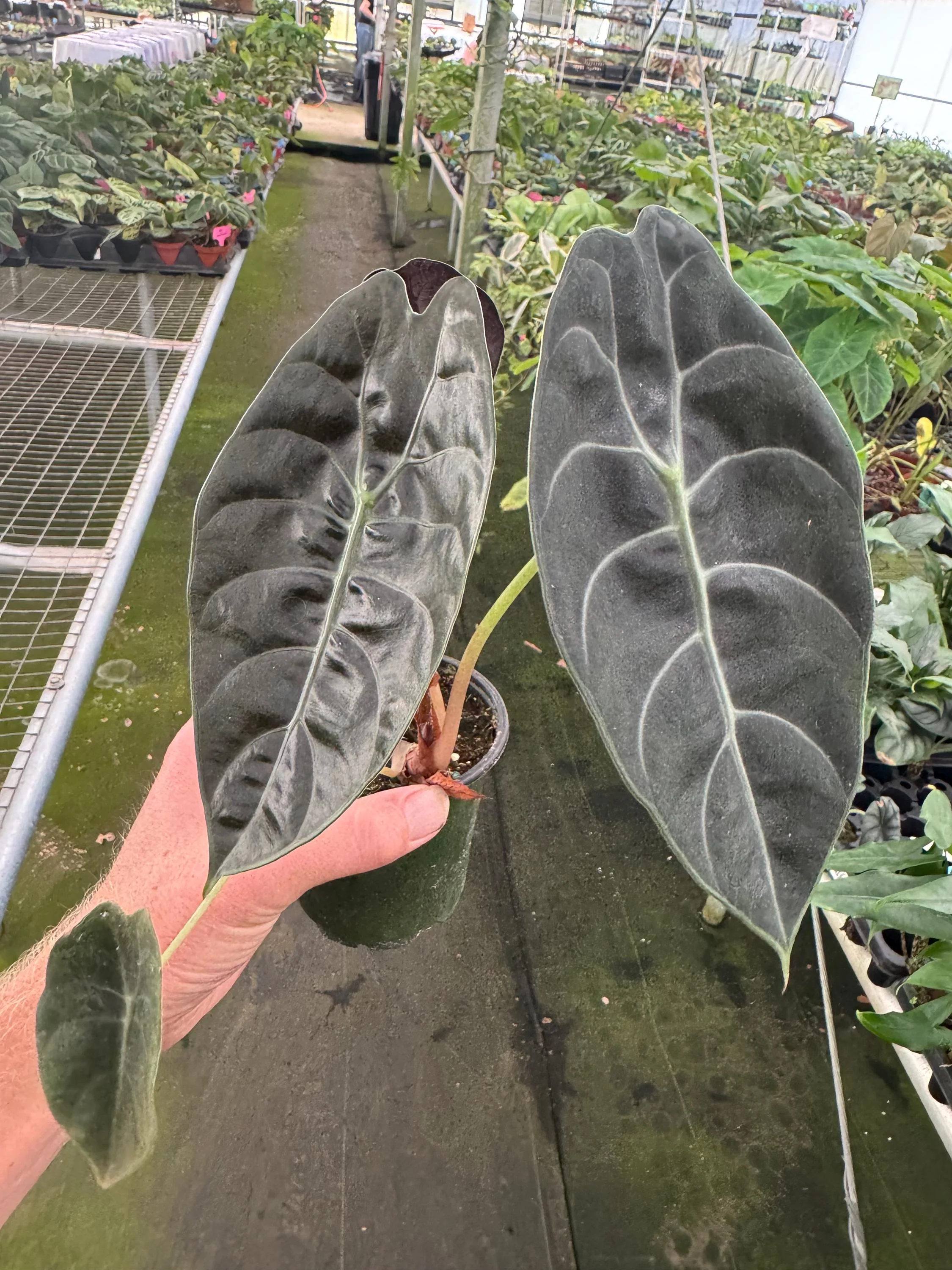 Alocasia Sedenii 4” pot (ALL PLANTS require you to purchase 2 plants!)