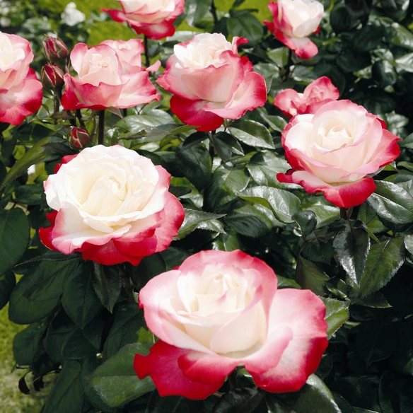 Edelrose, Rosa x hybride »Nostalgie«, Blüte: zweifarbig, gefüllt