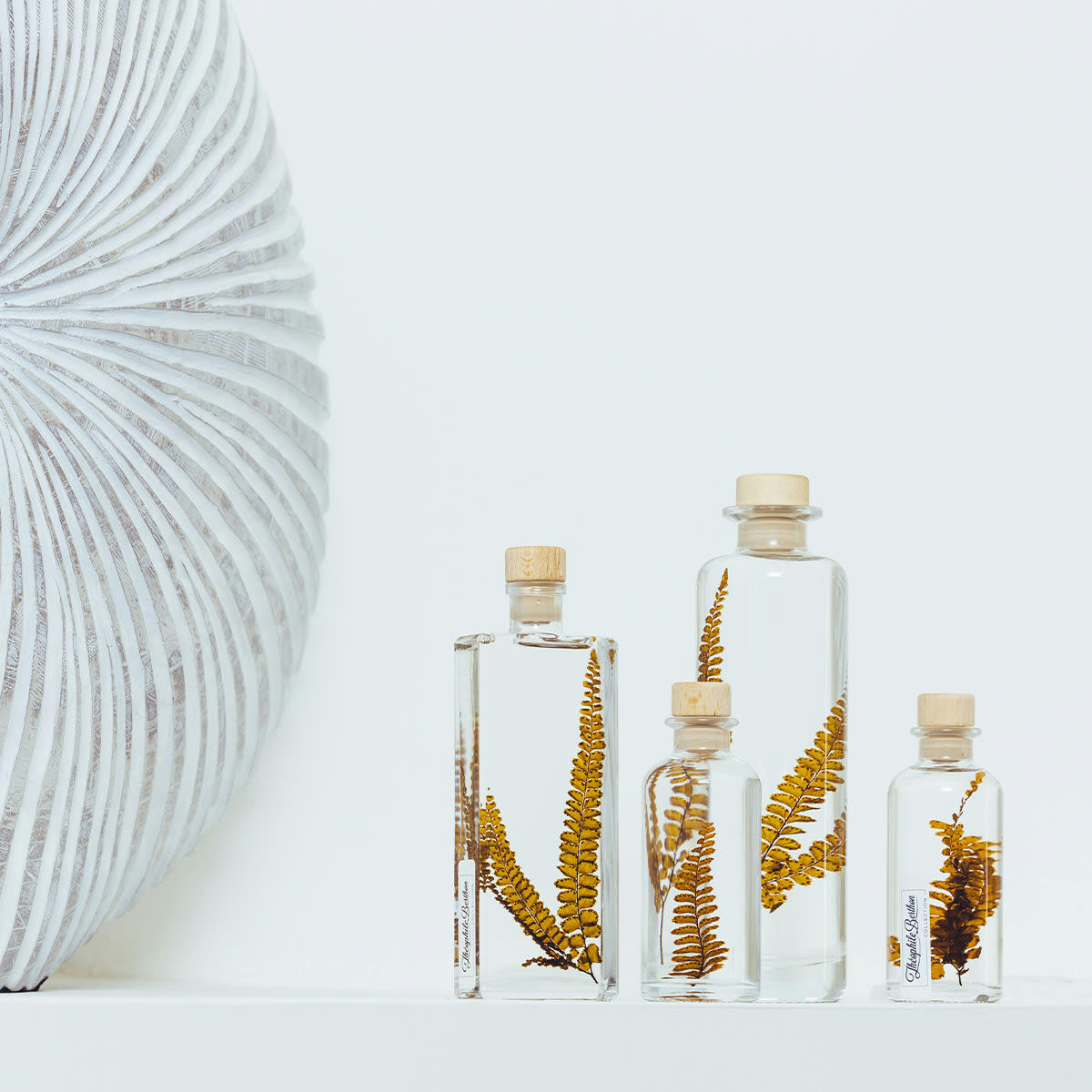 HERBARIUM DE THEOPHILE - Plante immergée Fougère Felci ambre