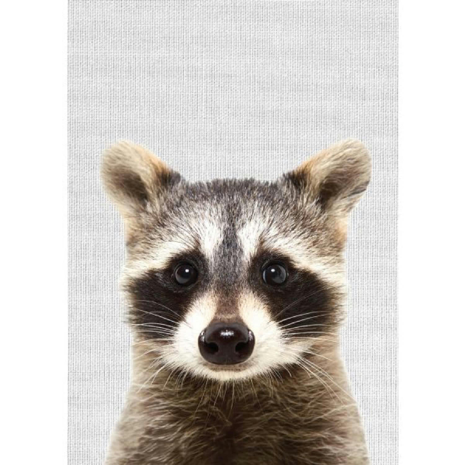 ANIMAL FUN - Tableau métal raton-laveur 32x45