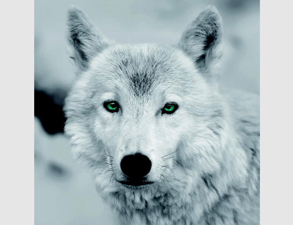 Bild Wolf Schwarz Weiß mit grünen Augen