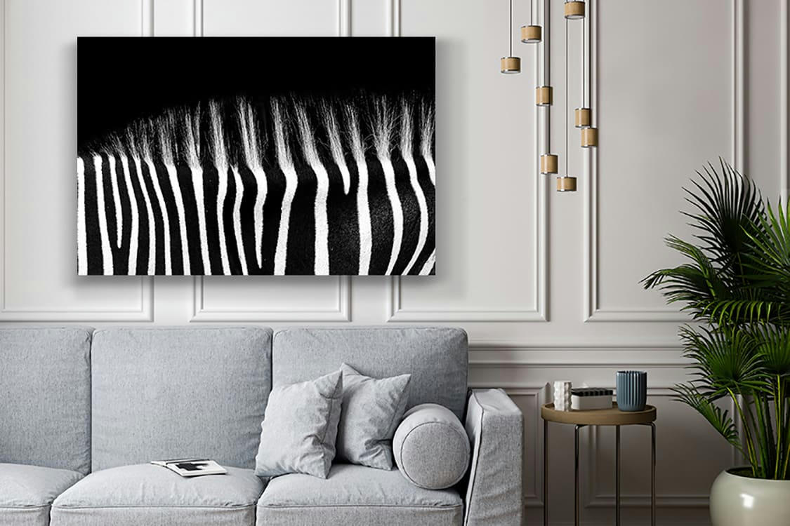 DOS ZÉBRÉ - Photographie d'art de Guillaume Mordacq  60x90 cm sur alu