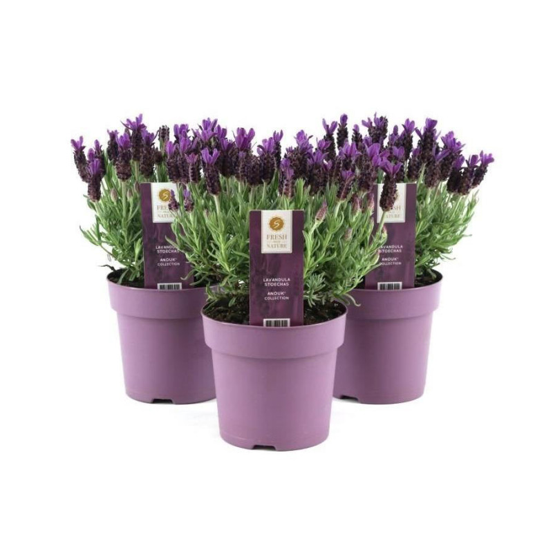 Lavande Lavandula Stoeckas Anouk en pot