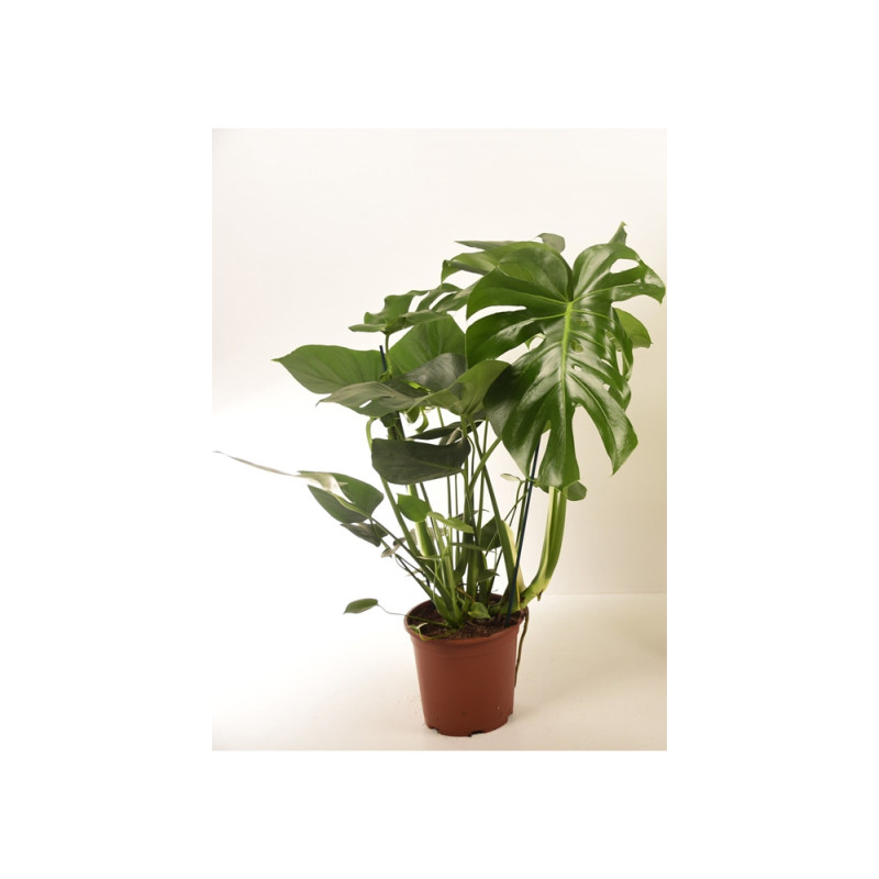 Plante d'intérieur Monstera Ø 21 cm
