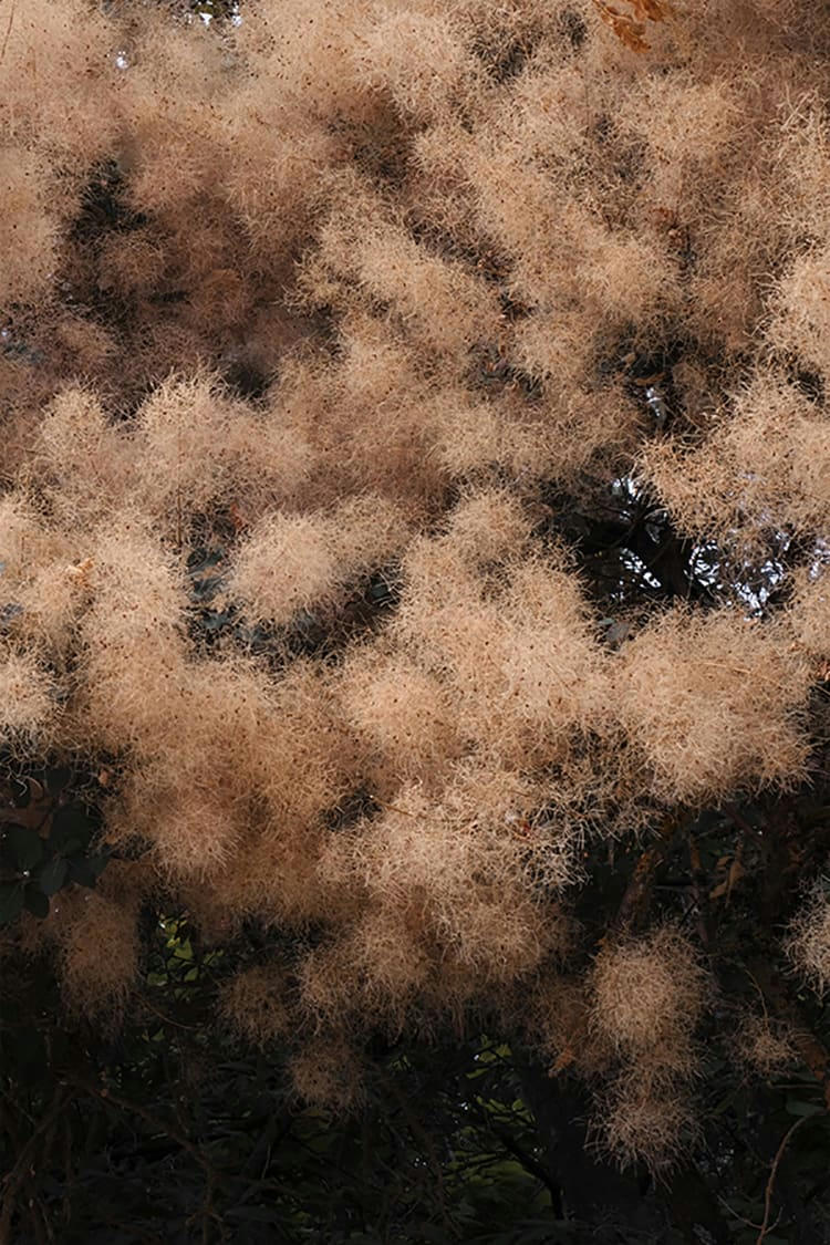 FLORESCENCE - Photographie d'art de Zoé Pignolet 60x90 cm sur plexi