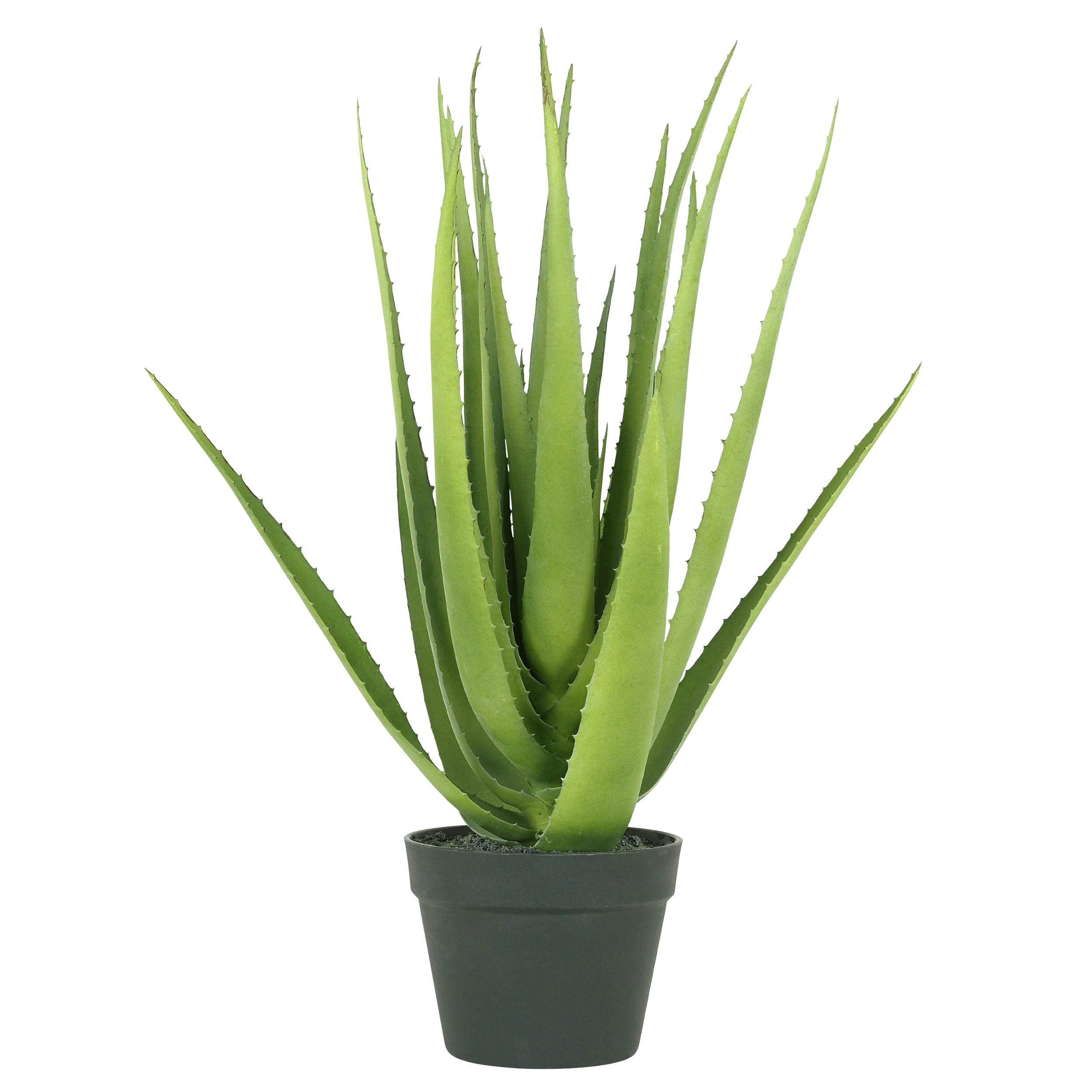 - Aloe vera artificiel 60cm