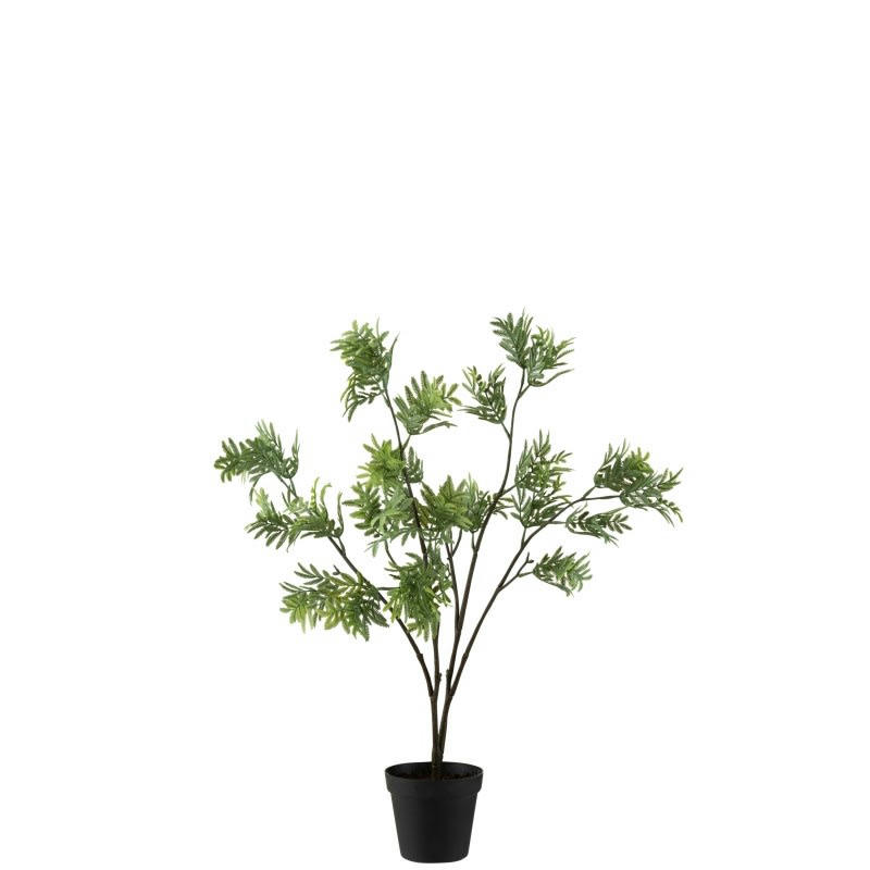 MIMOSA - Mimosa en pot plastique vert