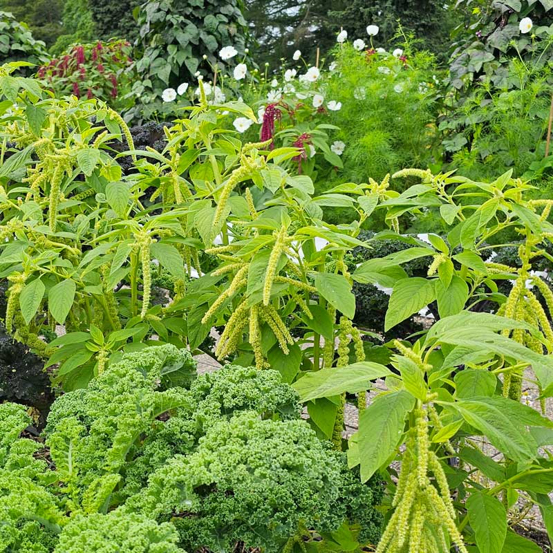 Rävsvans 'Green Cascade'