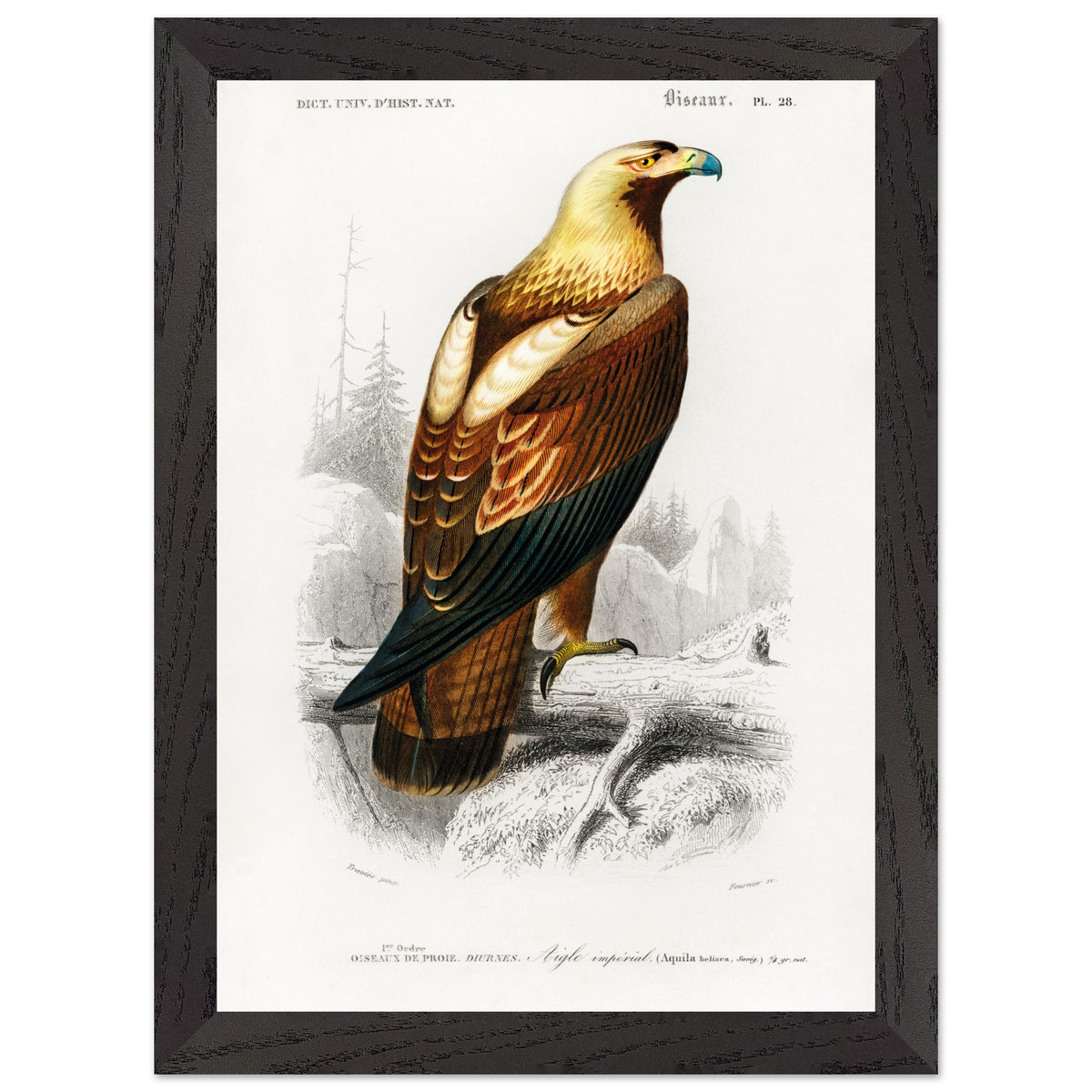 Artfulprints Poster met Lijst Charles Dessalines d'Orbigny - Eastern imperial eagle (aquila heliaca)  - A4 21x29.7 cm - Bruin