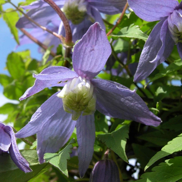 Alpenwaldrebe, Clematis alpina, hellblau, winterhart
