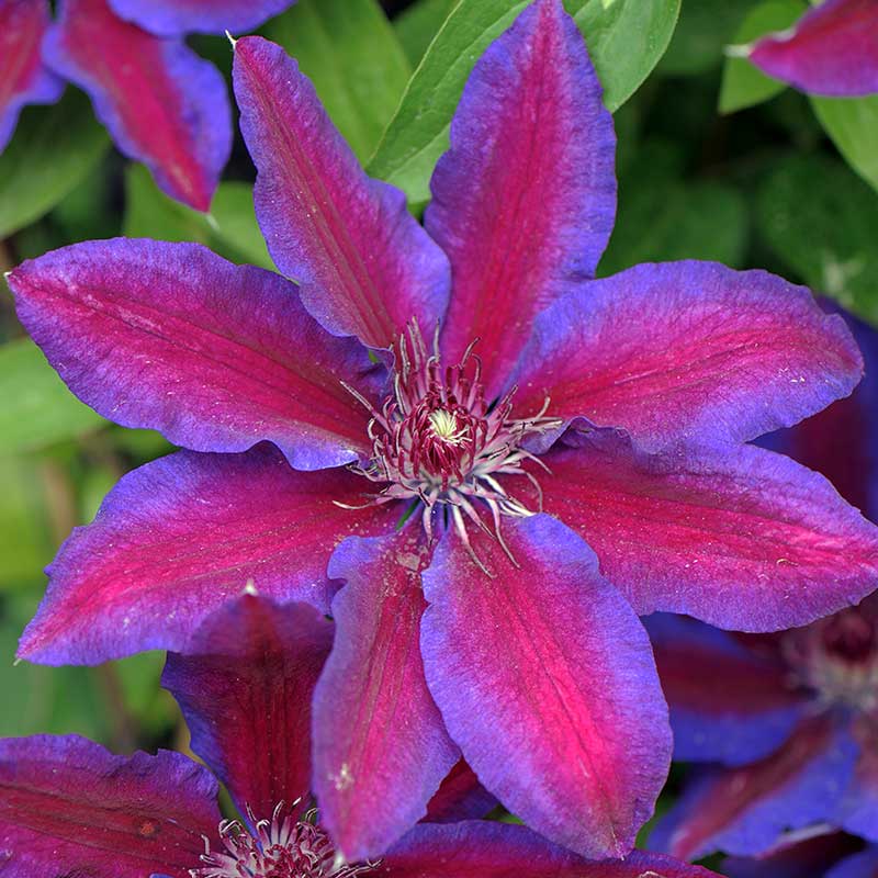 Klematis 'Akaishi'