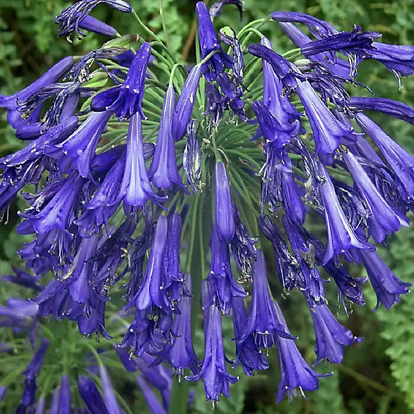 6 x Agapanthe 'Purple Cloud' - Agapanthus hybrida 'Purple Cloud'- godet 9cm x 9cm