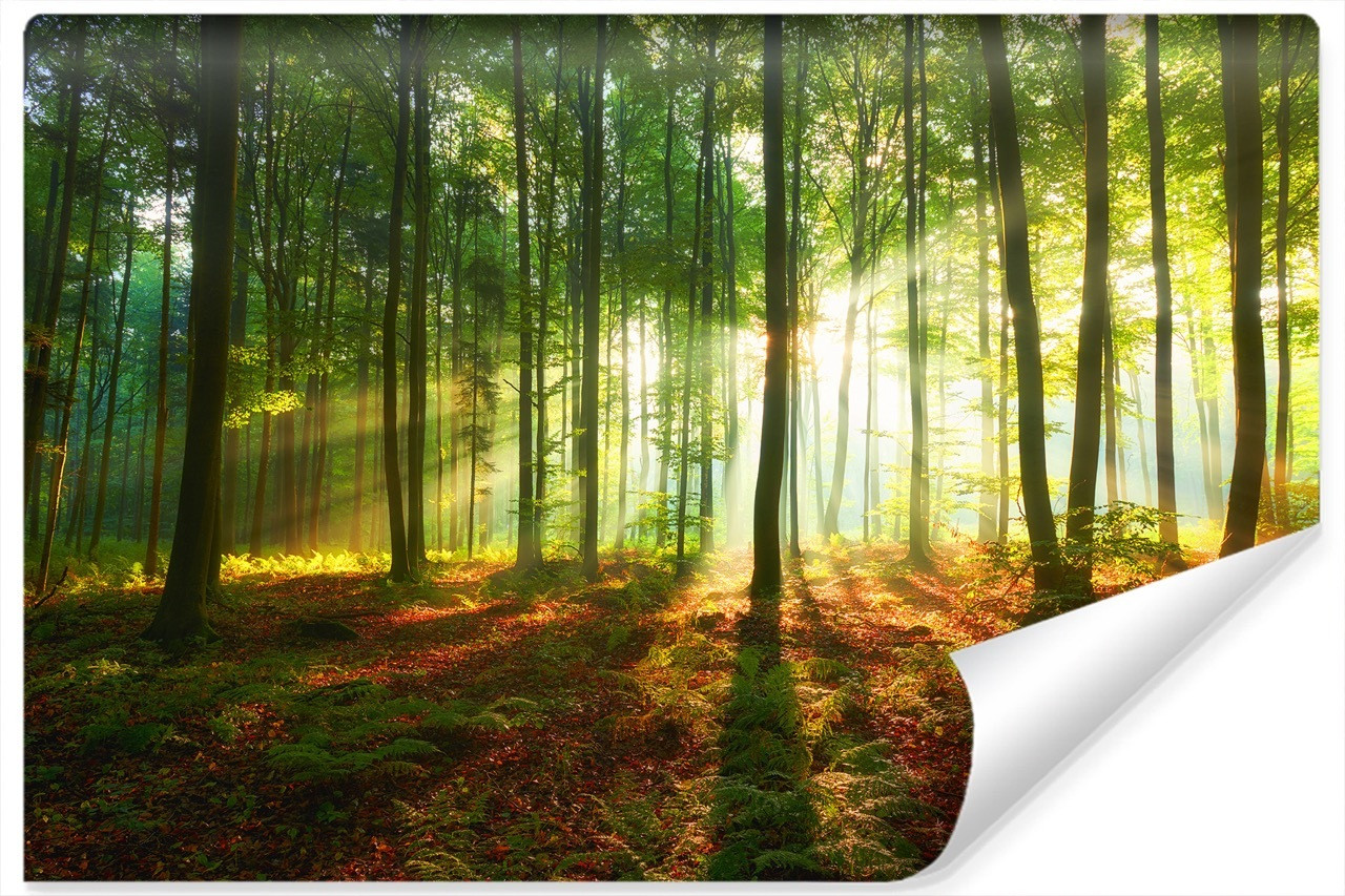 Fototapeta Krajobraz LAS Słońce Drzewa 3D 90x60cm