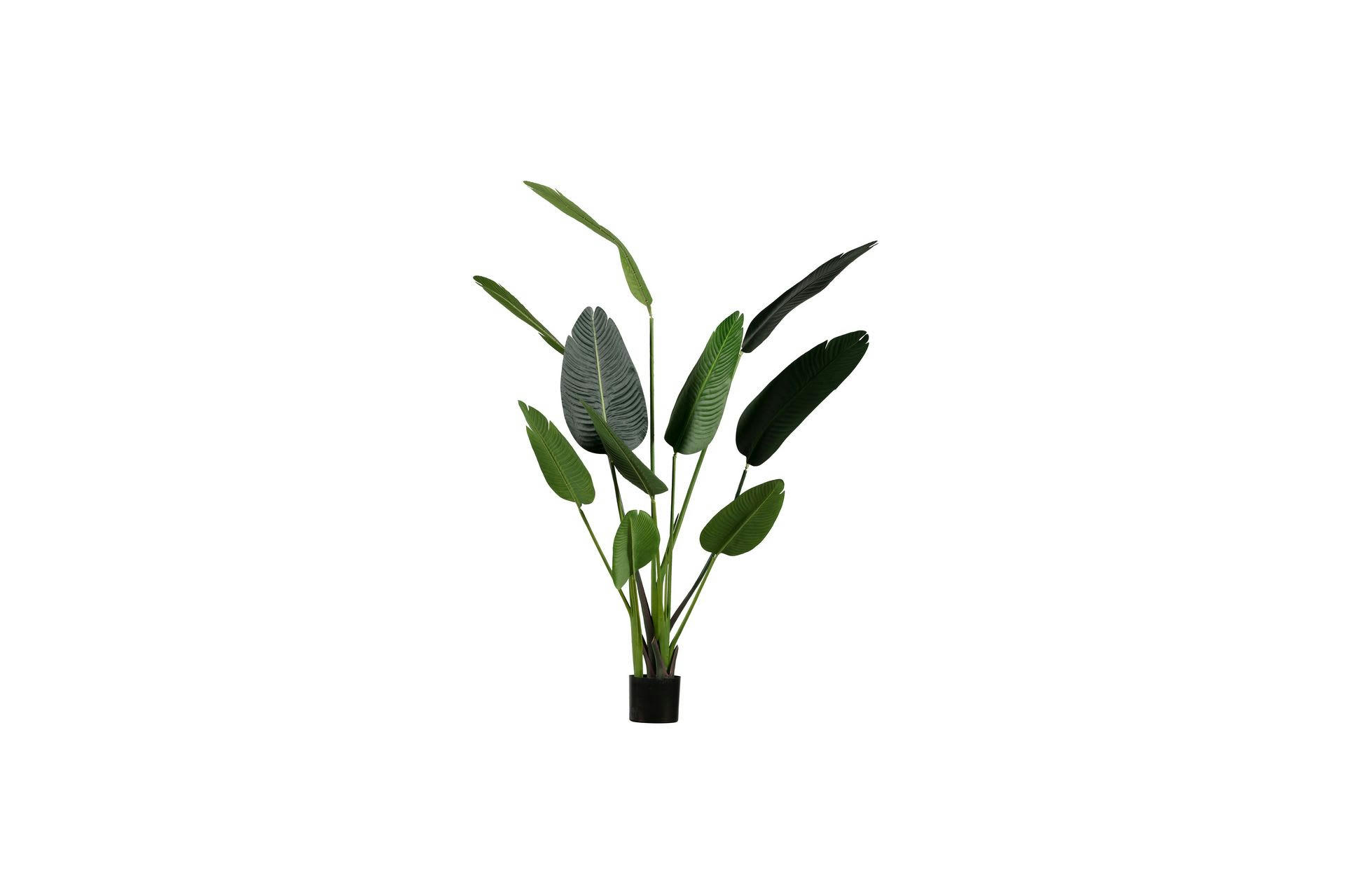 STRELITZIA - Plante artificielle verte H164