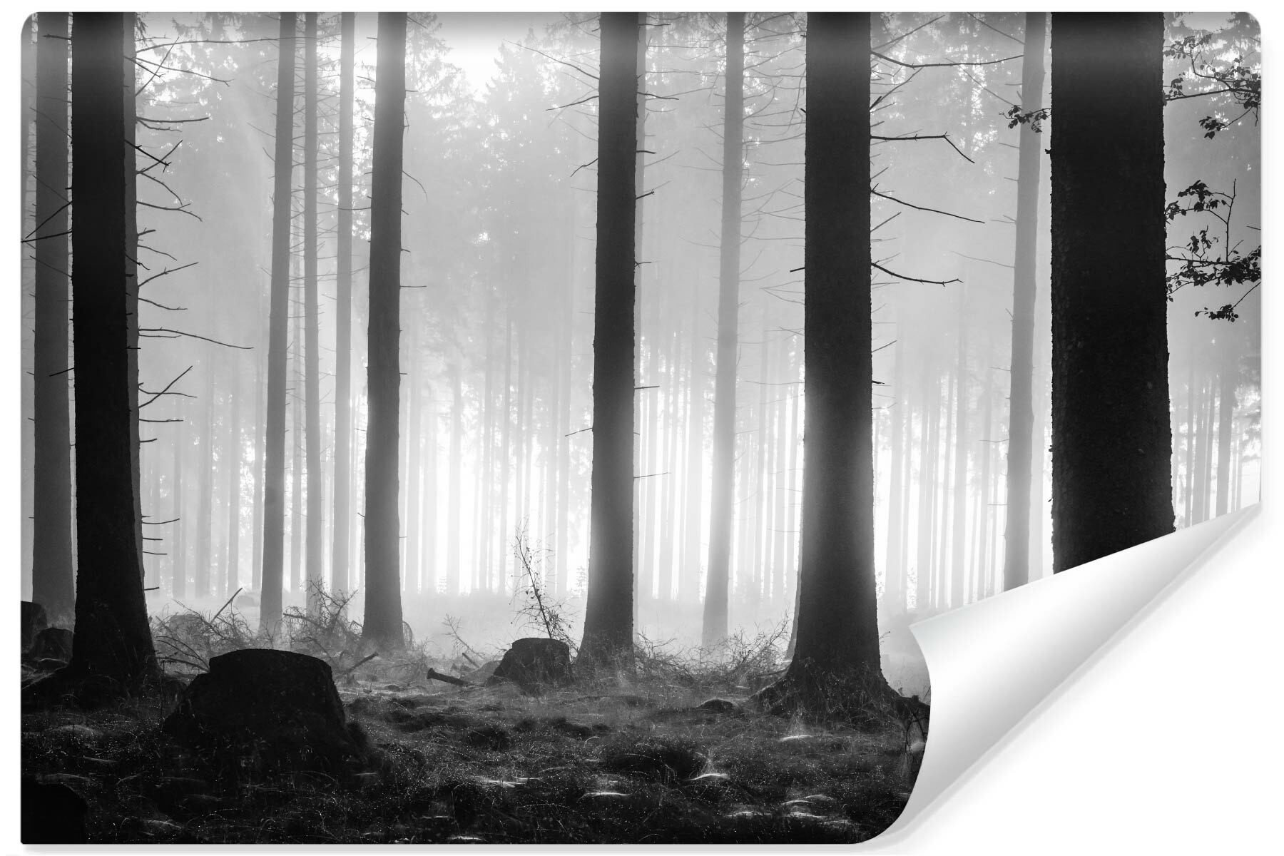 Fototapeta Do Salonu Czarno-biały Las 90x60cm