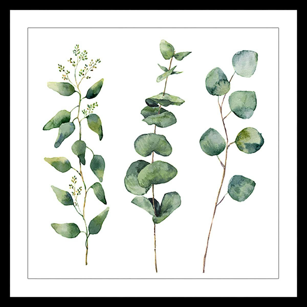 - Affiche aquarelle eucalyptus avec cadre noir 50x50cm