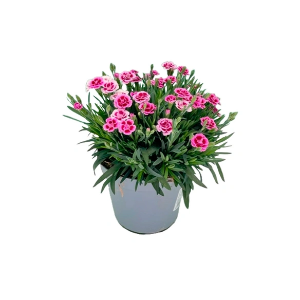 Landnelke, caryophyllus Dianthus