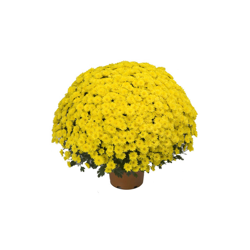 Chrysanthème pomponette en pot