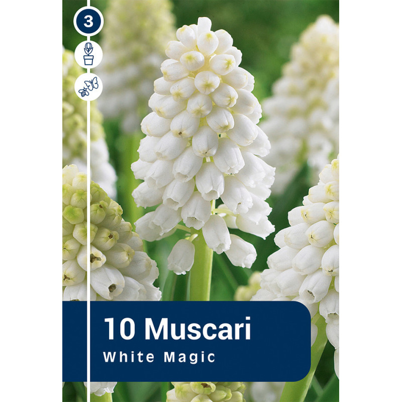 Bulbes de muscaris White Magic 10 pièces