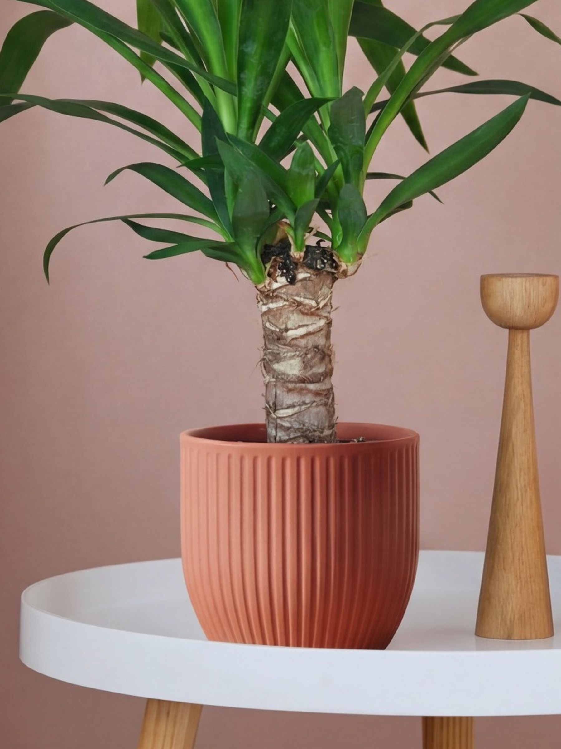 Beards & Daisies Pink Real Yucca Plant in Ribbed Pot