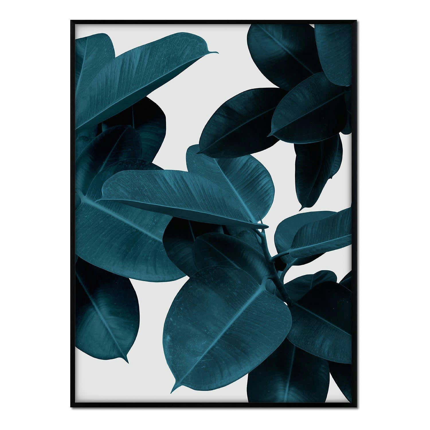 PLANTAS - Affiche avec cadre noir - Ficus fond blanc - 50x70