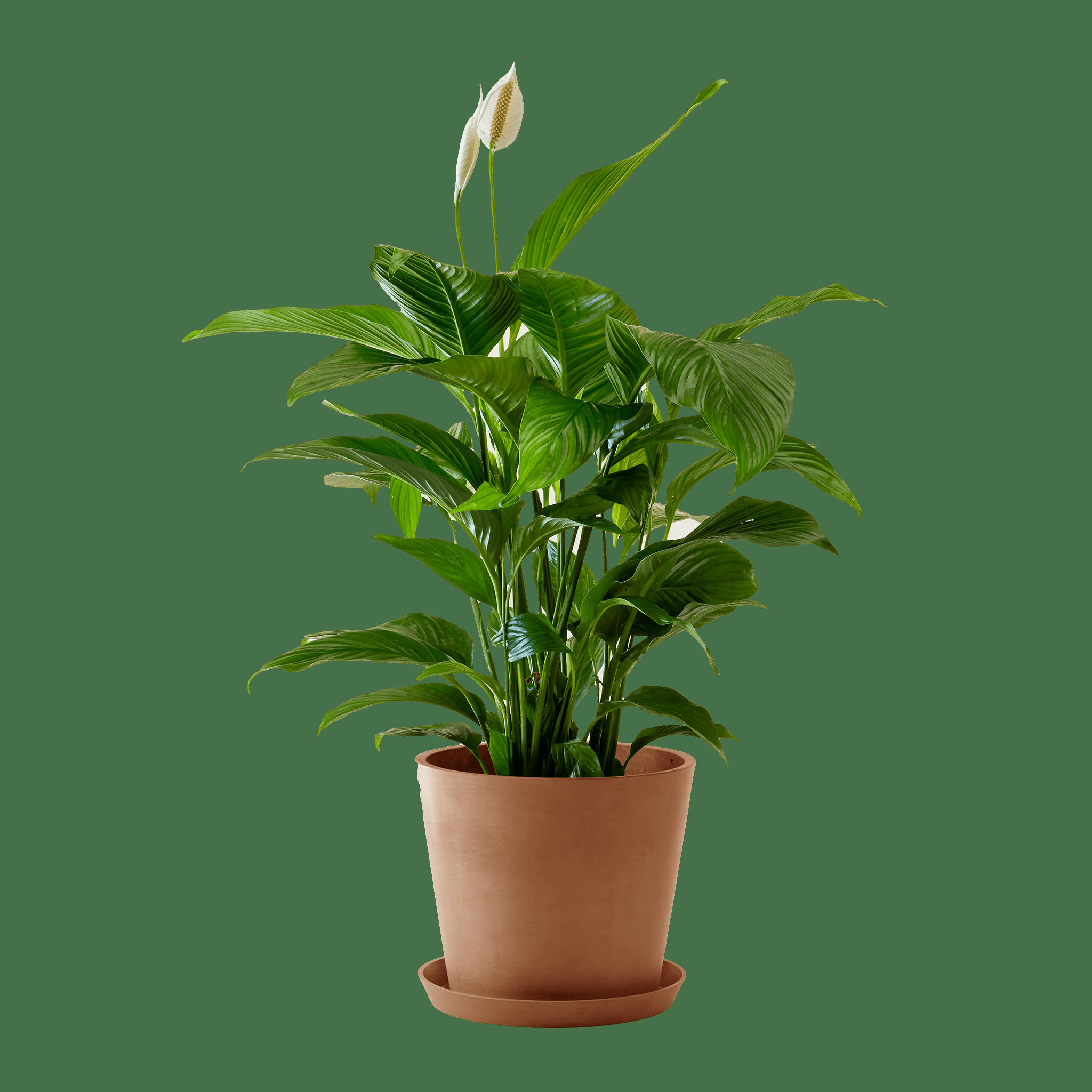 - Plante d'intérieur - Spathiphyllum 100 cm en pot terra