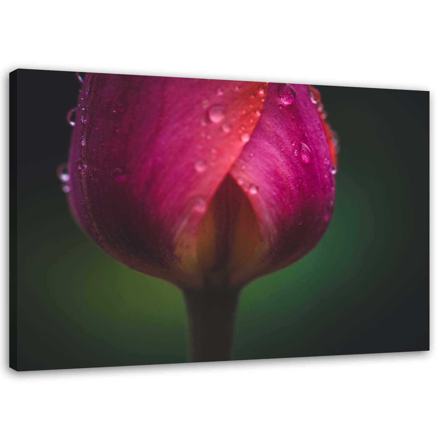 Feeby Obraz na płótnie Pąk i rosa 60x40