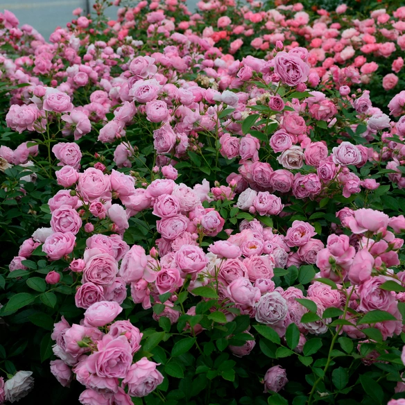 Beetrose, Rosa »Nautica®«, Blüte: lila, gefüllt