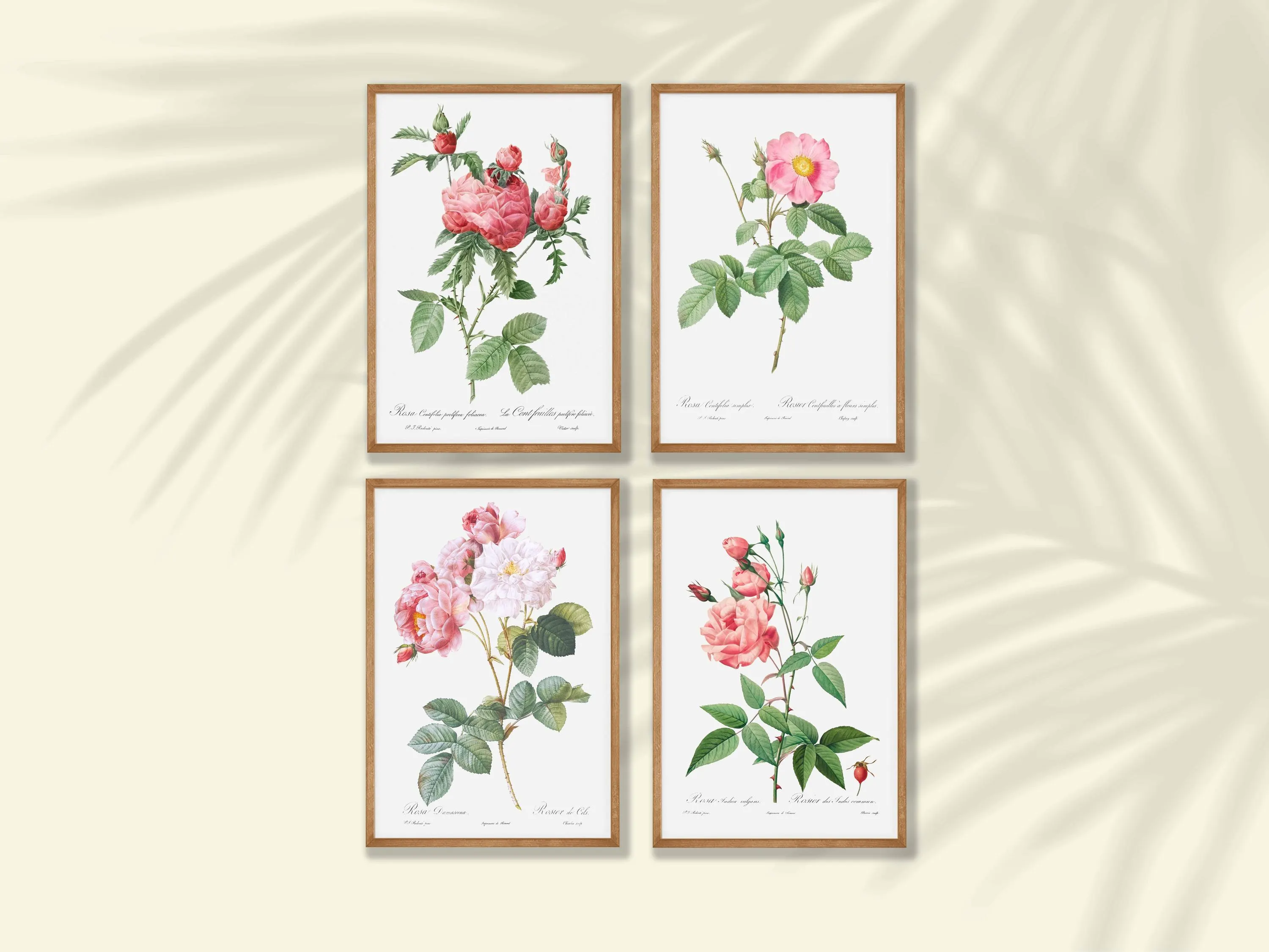 Vintage Pink Rose Botanical Prints Set of 4 - Botanical Wall Art, Cottagecore Decor (Digital Download)