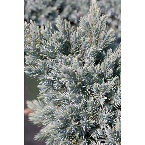 Blauer Zwergwacholder, Juniperus squamata »Blue Star«, winterhart