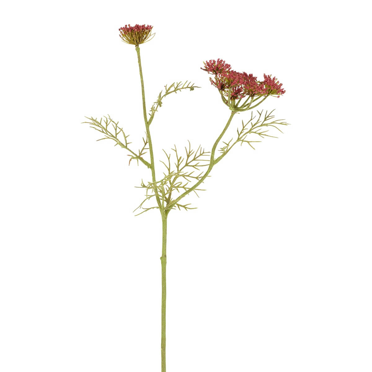 - Tige de carotte sauvage H75