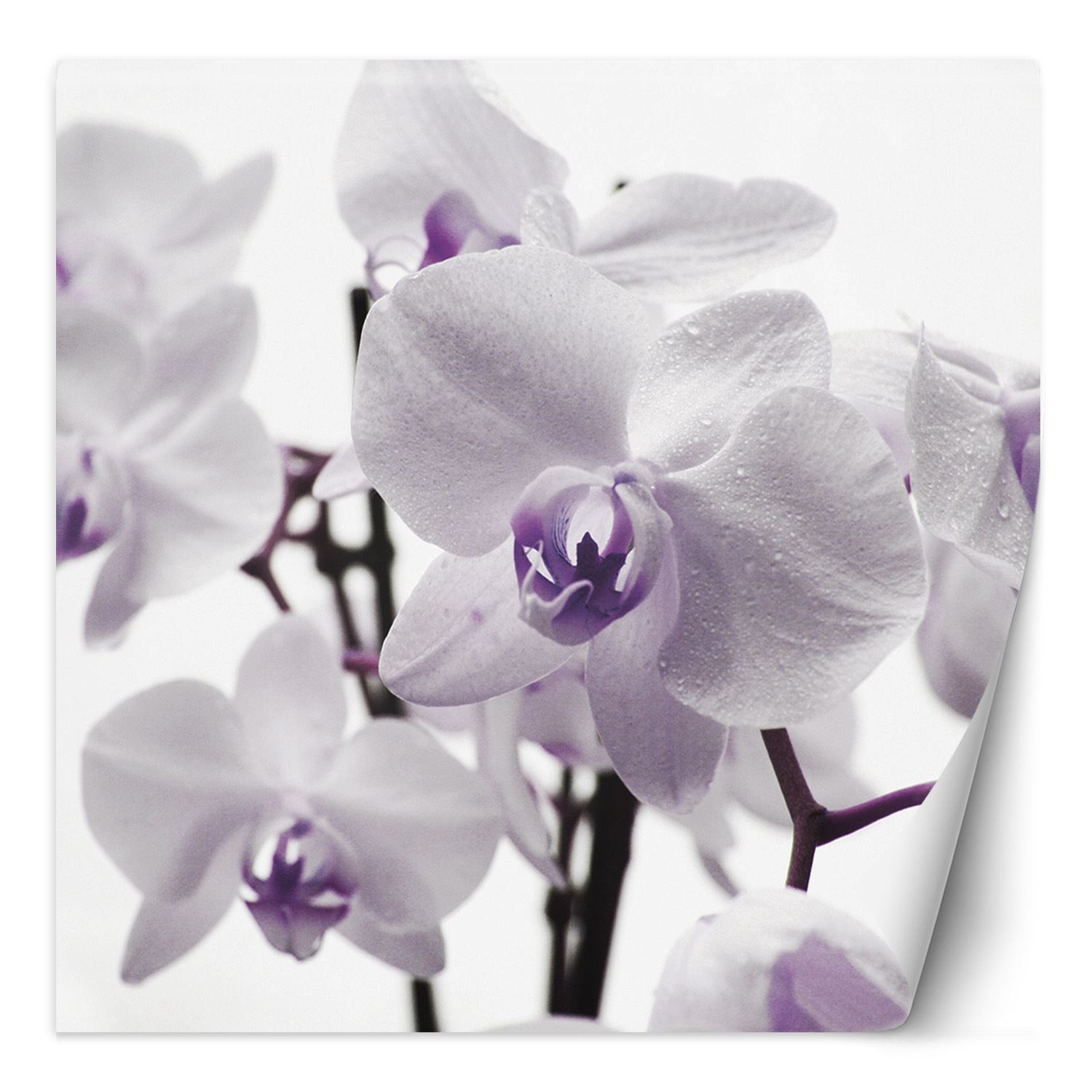 Feeby Fototapeta, Fioletowa orchidea z rosą na płatkach 100x100