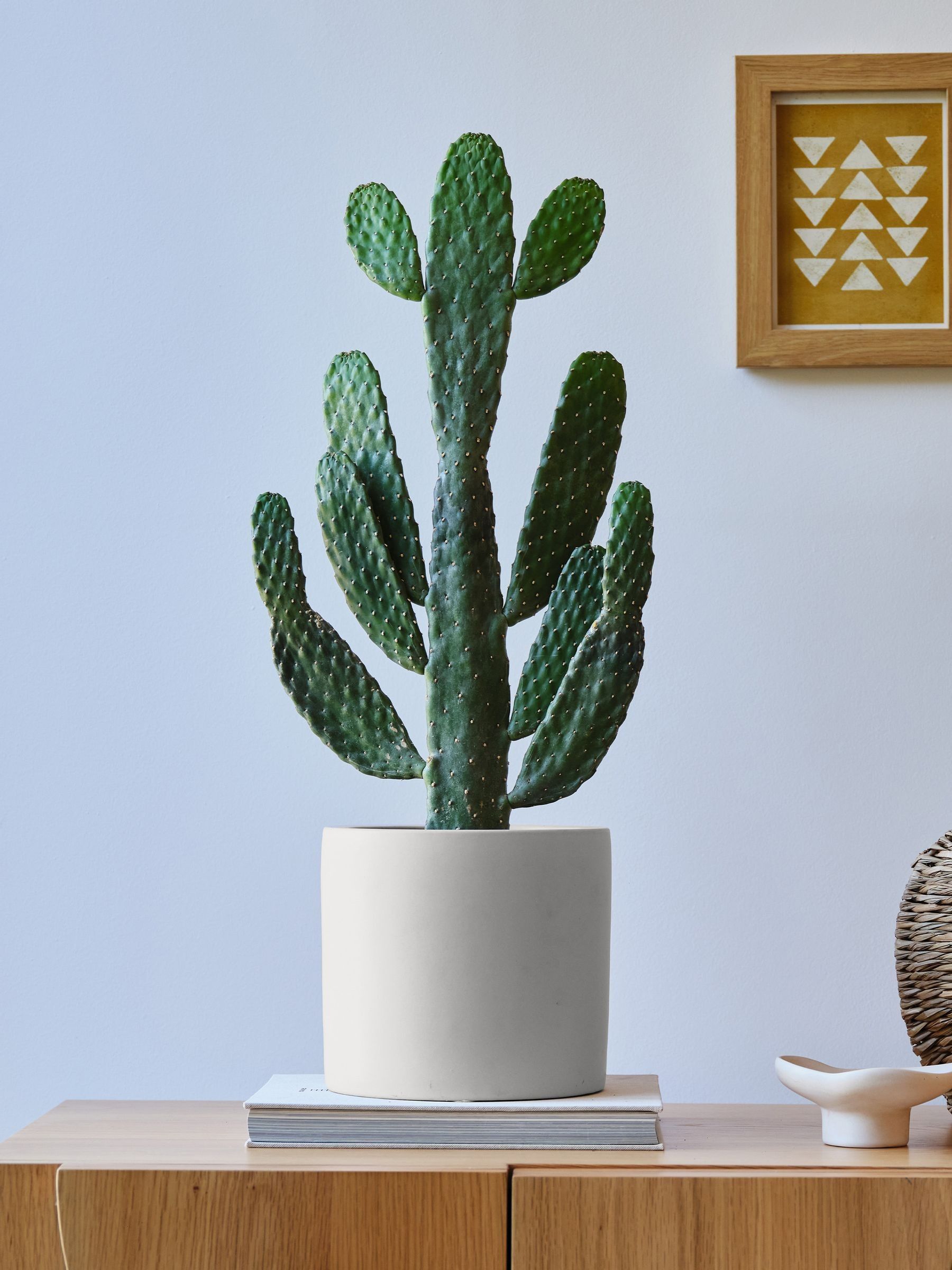 Beards & Daisies Oyster Real Cowboy Cactus Plant in Earthenware Pot