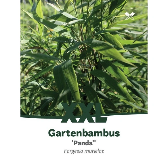 Bambus murielae Fargesia »Panda«