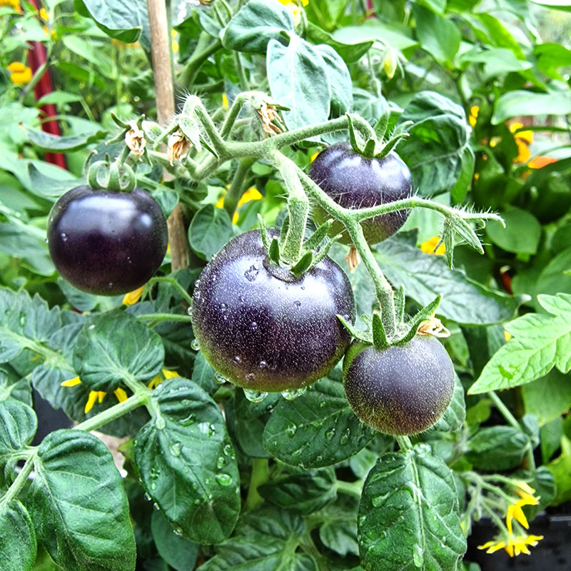 Dvärgbusktomat 'Purple Boy' F1