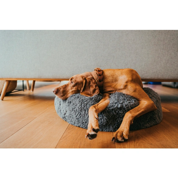 Hundebett und Katzenbett, BxL: 50 x 50 cm, anthrazit