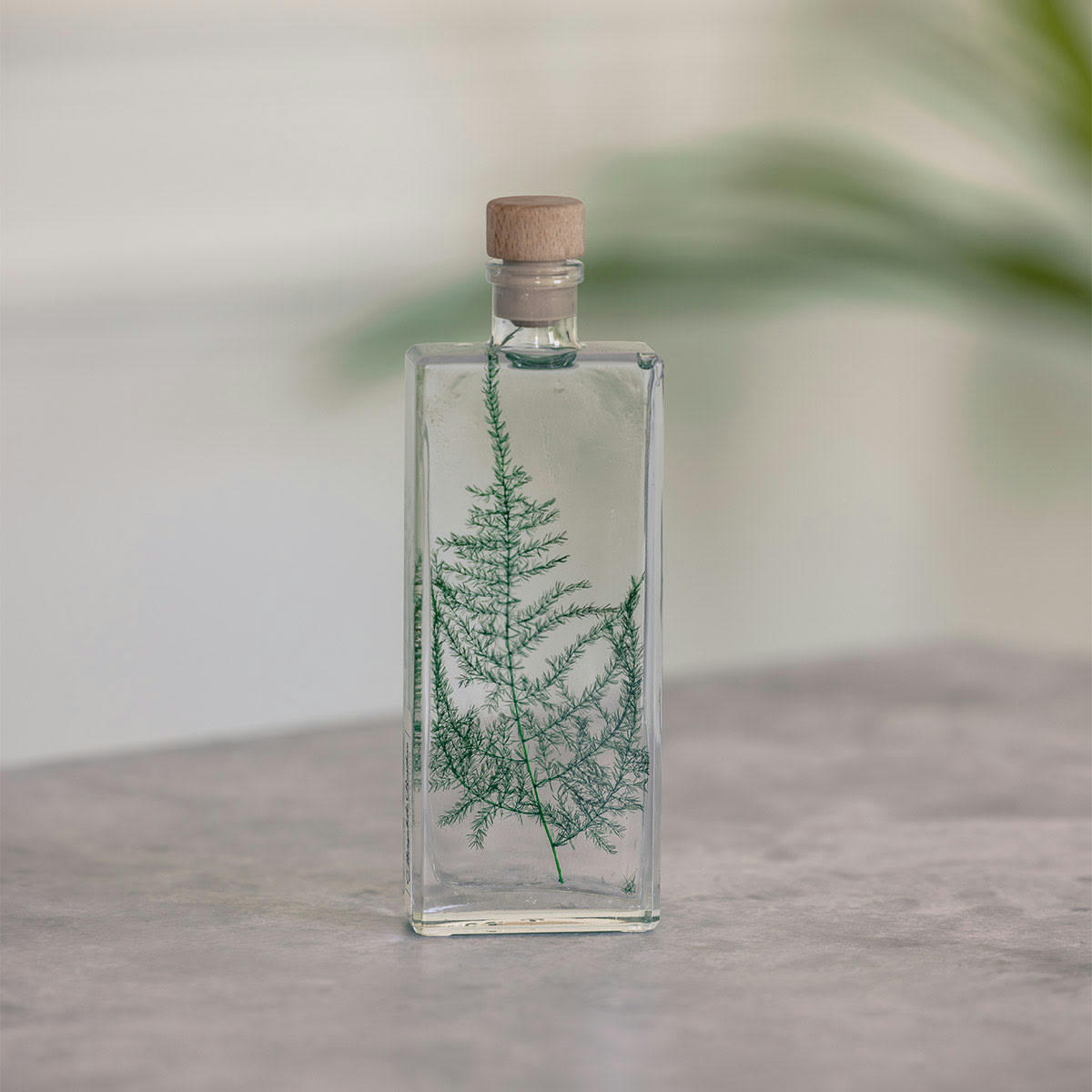 HERBARIUM DE THEOPHILE - Plante immergée Asparagus plumosus