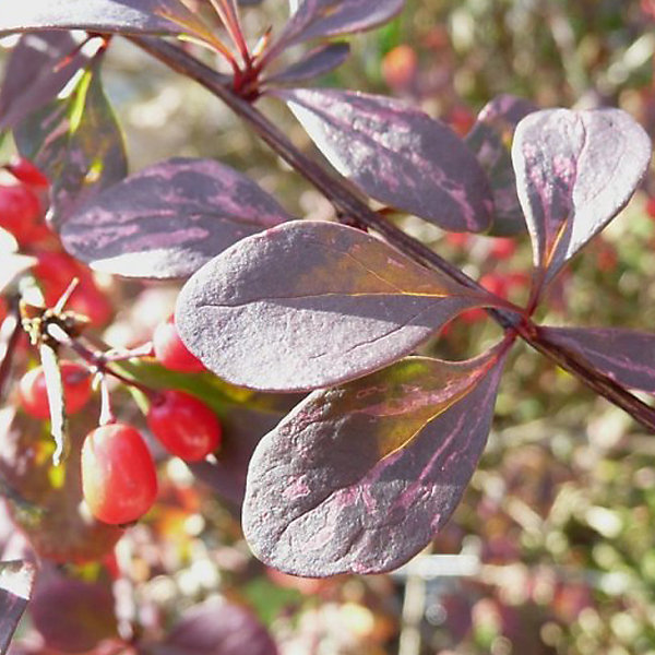 2 x épine-vinette à feuilles 'Atropurpurea' - Berberis thunbergii 'Atropurpurea'- 30-40 cm pot