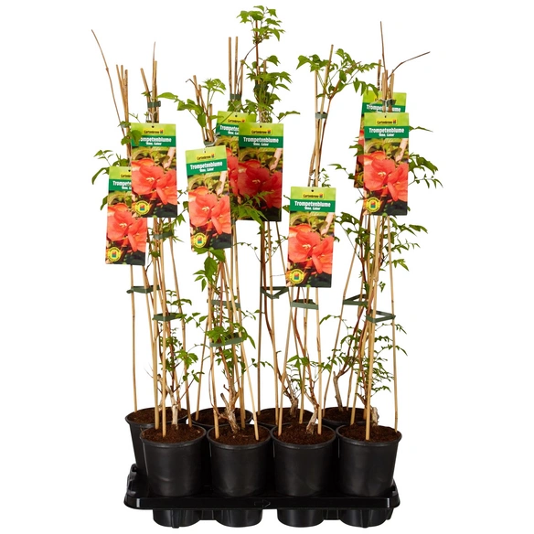 Trompetenblume, Campsis tagliabuana »Mme Galen«, orange, winterhart