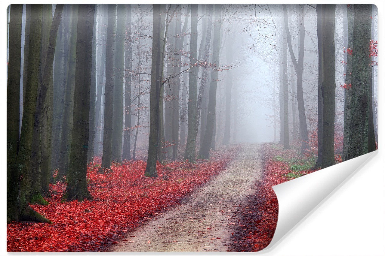 Fototapeta Dróżka Leśna Czerwone LIŚCIE 3D 90x60cm