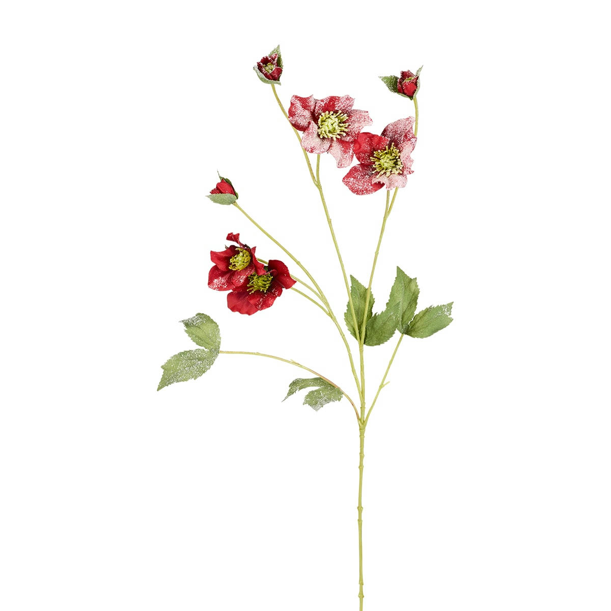 NIGER - Helleborus niger givré