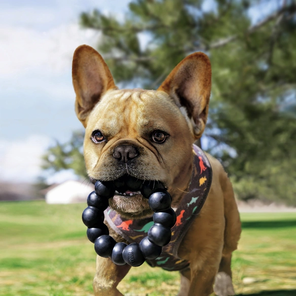 Hundespielzeug, mehrfarbig
