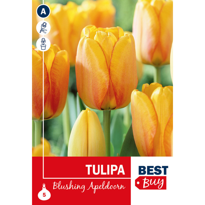 Bulbes de tulipes Blushing Apeldoorn 5 pièces
