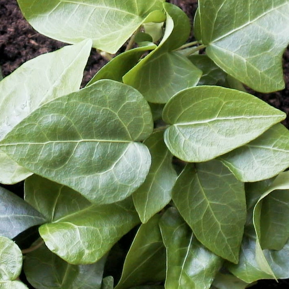 Efeu, Hedera helix »Mein Herz«, winterhart