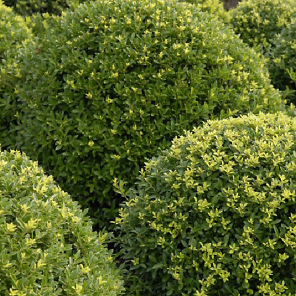 2 x Houx crénelé 'Dark Green - Ilex crenata 'Dark Green'- 40-60 cm pot