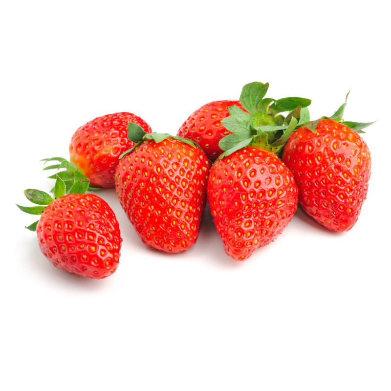 Fraisier Nova Gento en pot