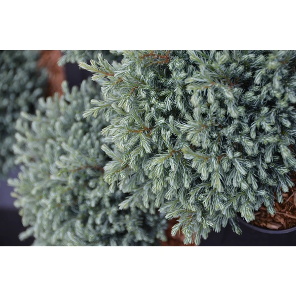 Silberzypresse, Chamaecyparis pisifera »Blue Moon«, immergrün
