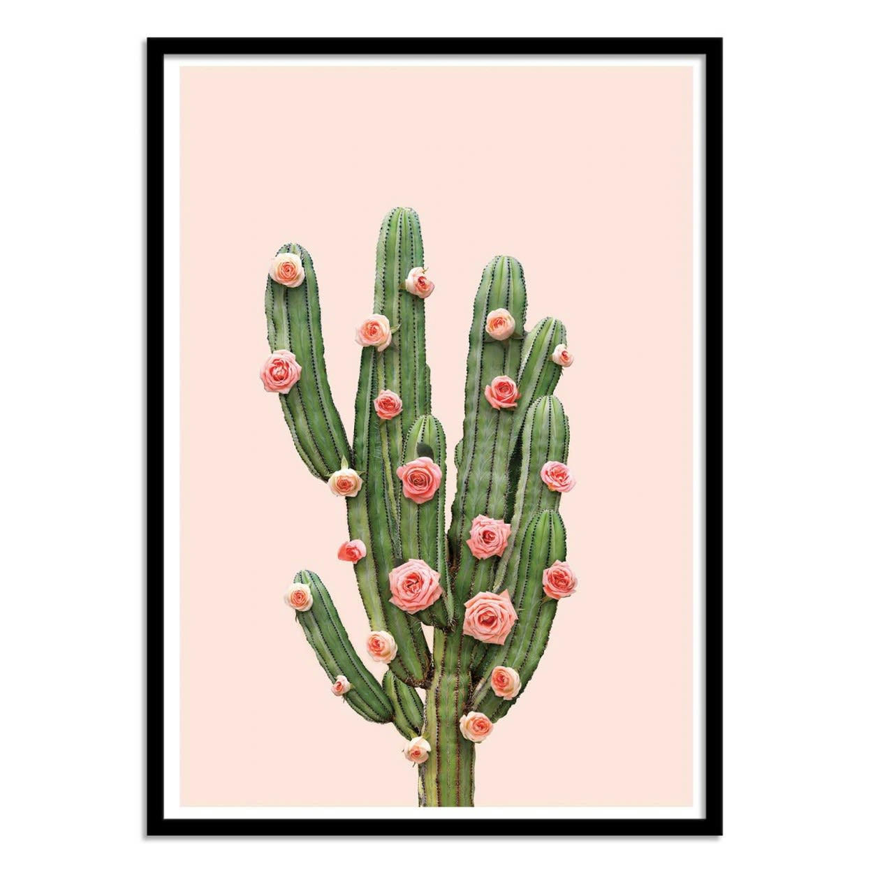 PAUL FUENTES - CACTUS AND ROSES - Affiche d'art avec Cadre bois noir - 50 x 70 cm