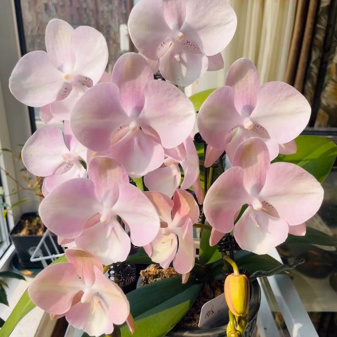 Phal. Venetian Carnival, multiflora, pretty big flowers!