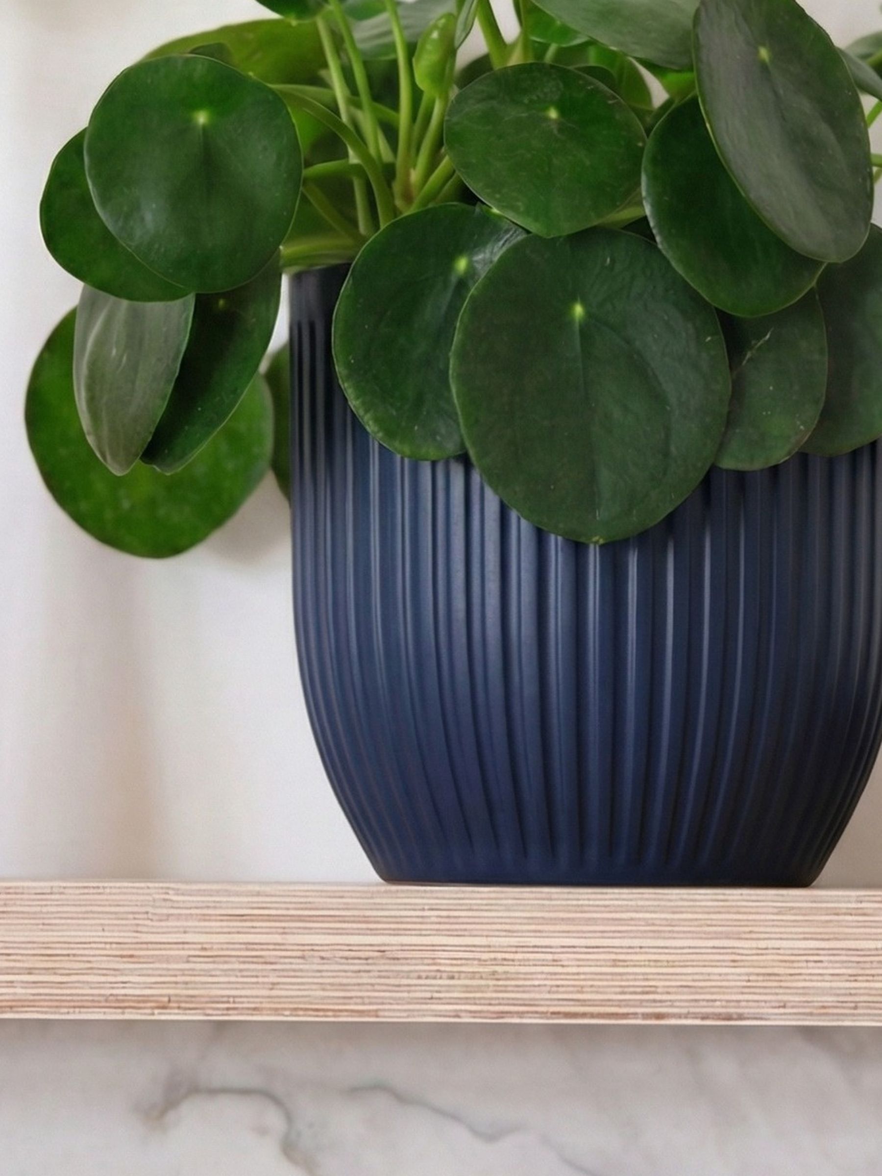 Beards & Daisies Navy Real Money Plant in Ribbed Pot